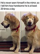 Image result for Funny Animal Memes 2019