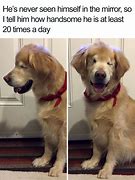 Image result for Hilarious Animal Memes