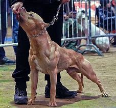 Image result for Killer Pit Bulls Dogs