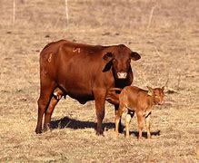 Image result for Angus Cow Screensaver