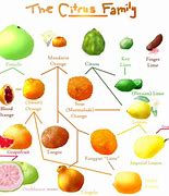 Image result for Lemon Lime and Orange Paint