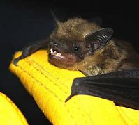 Image result for Louisiana State Mammal Big Brown Bat