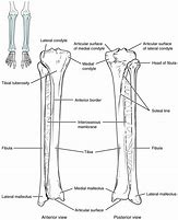 Image result for Swivel Legs