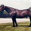 Image result for Breedinh Seattle Slew