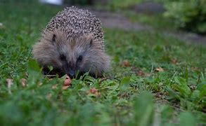 Image result for Hedgehog Eating Food