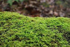 Image result for Types of Moss Ground Cover