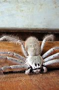 Image result for Largest Spider in Australia