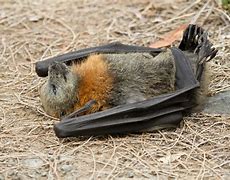 Image result for Fruit Bat Dead On Ground