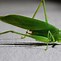 Image result for Grasshopper Bug