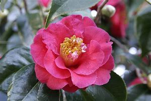 Image result for camelia