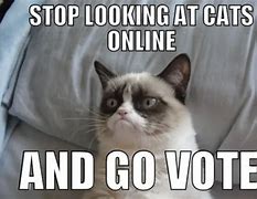 Image result for Vote Cat Meme