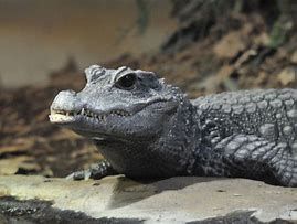 Image result for Dwarf Crocodile Afracian