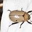 Image result for "grapevine-beetle"