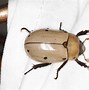 Image result for "Spotted-Grapevine-Beetle"