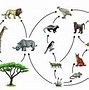 Image result for Food Chain Levels
