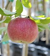 Image result for Jonathan Apple Tree