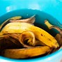 Image result for fun bananas peels