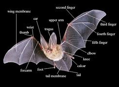 Image result for Bat Ear Anatomy