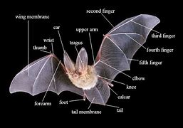 Image result for Bat Anatomy Side