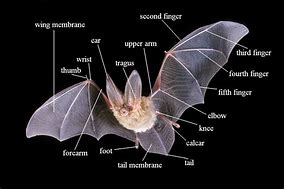 Image result for Vampire Bat Anatomy