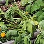 Image result for Small Larvae in Squash Plant