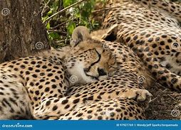 Image result for Cheetah Sleeping