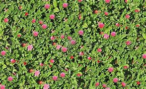 Image result for Flower Hedge Texture