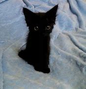Image result for Black Cat Love