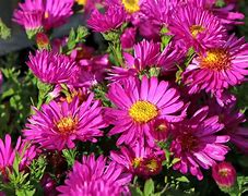 Aster dumosus Starlight に対する画像結果