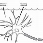 Image result for Cell Membrane Potential