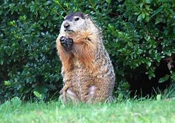 Image result for WoodChuck vs Groundhog
