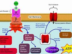 Image result for Type 2 Diabetes Mechanism
