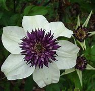 Image result for clematis_florida