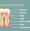 Image result for Teeth Molar Incisor