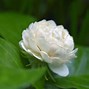 Image result for Blooming Jasmine Plant