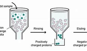 Image result for Ion Exchange Chromatography