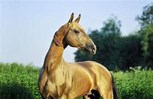 Image result for Ferghana Horse