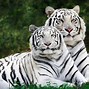 Image result for Tigre Siberiano Blanco