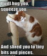 Image result for Eye Squeeze Cat Meme