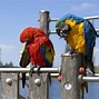 Image result for Colorful Animal Screensavers