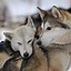 Image result for Beautiful Huskies