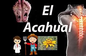 Image result for acagual
