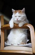 Image result for Orange and White Cat