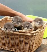 Image result for Otter Nest Box