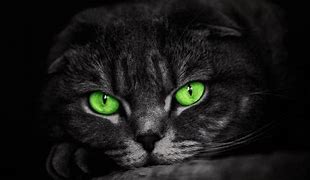 Image result for Wallpaper Cat Green Eyes