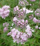 Image result for Caryopteris clandonensis Stephi