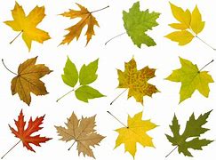 Image result for Identifying Maple Trees by Leaves