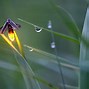 Image result for Tell Me About a Firefly