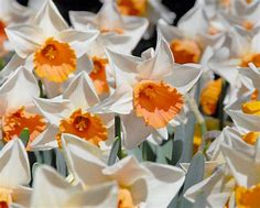 Image result for Narcissus Chromacolor