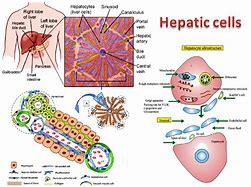 hepatocyte 的图像结果